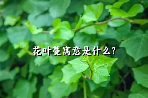 花叶蔓寓意是什么？