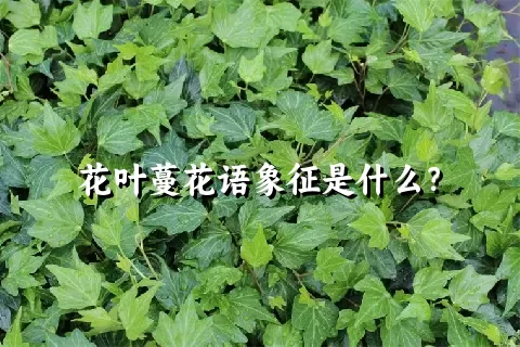 花叶蔓花语象征是什么？