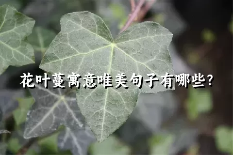 花叶蔓寓意唯美句子有哪些？