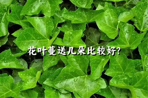 花叶蔓送几朵比较好？