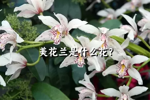 美花兰是什么花？