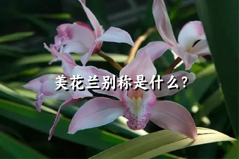 美花兰别称是什么？