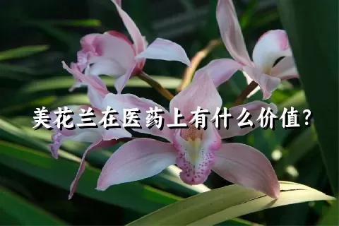 美花兰在医药上有什么价值？