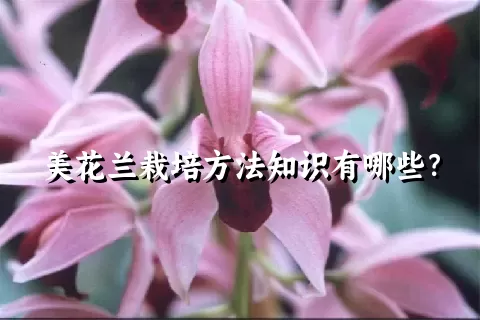 美花兰栽培方法知识有哪些？