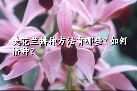 美花兰播种方法有哪些？如何播种？