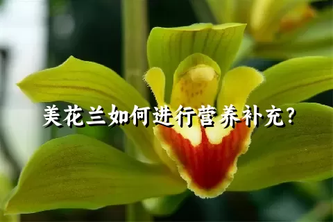 美花兰如何进行营养补充？