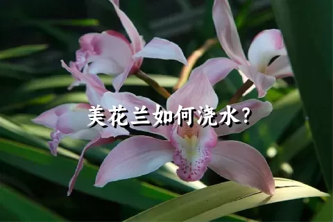 美花兰如何浇水？