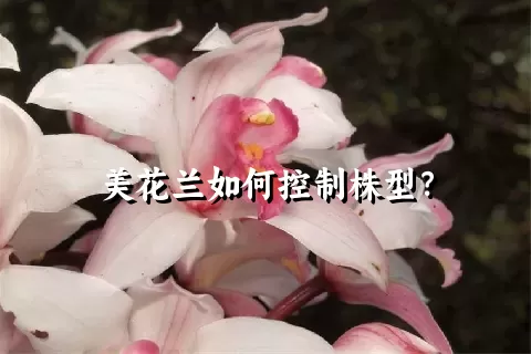 美花兰如何控制株型？