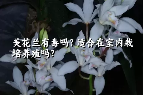 美花兰有毒吗？适合在室内栽培养殖吗？