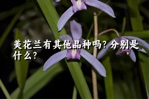 美花兰有其他品种吗？分别是什么？