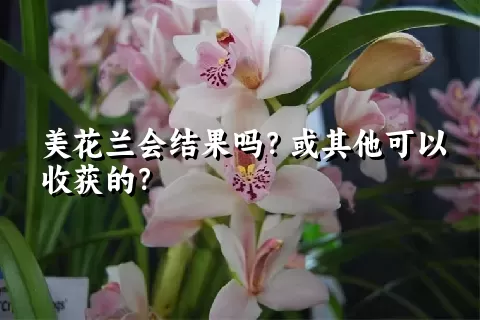 美花兰会结果吗？或其他可以收获的？