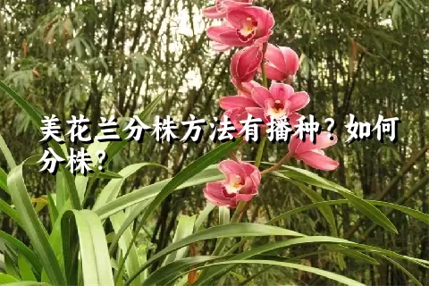 美花兰分株方法有播种？如何分株？