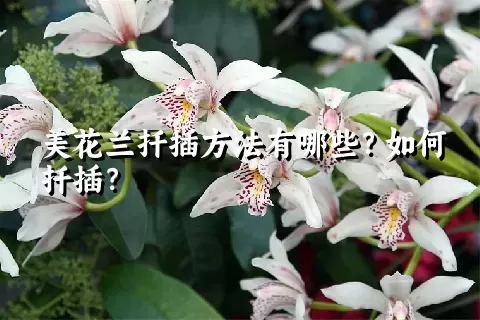 美花兰扦插方法有哪些？如何扦插？