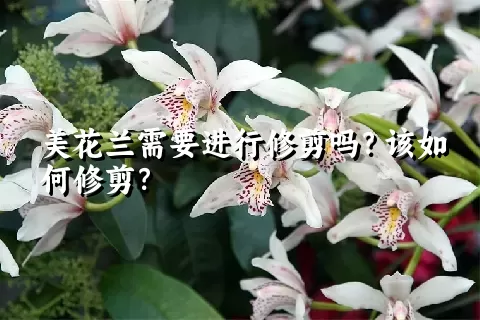 美花兰需要进行修剪吗？该如何修剪？