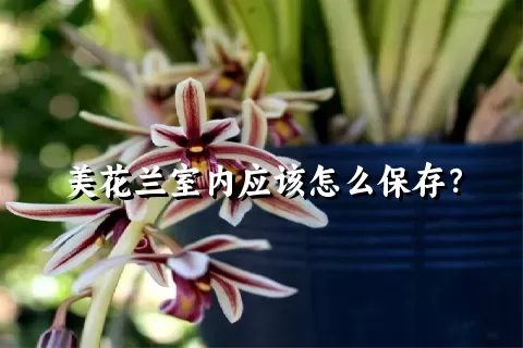 美花兰室内应该怎么保存？