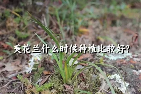 美花兰什么时候种植比较好？