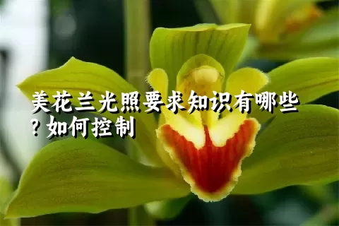 美花兰光照要求知识有哪些？如何控制