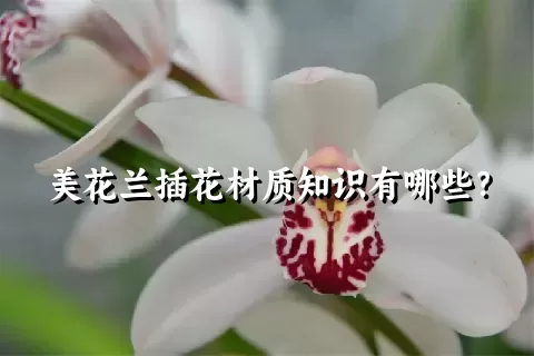 美花兰插花材质知识有哪些？