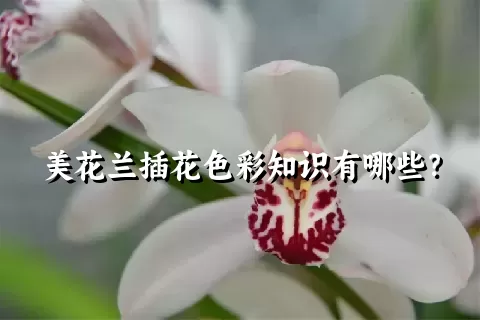 美花兰插花色彩知识有哪些？