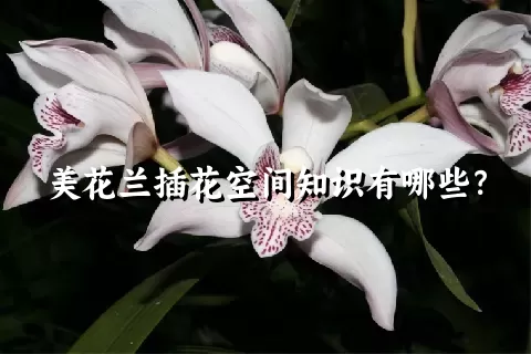 美花兰插花空间知识有哪些？