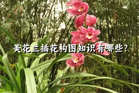 美花兰插花构图知识有哪些？