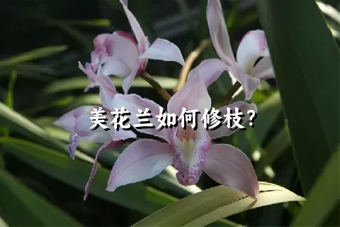 美花兰如何修枝？