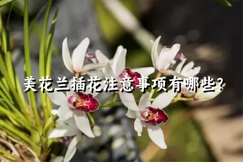 美花兰插花注意事项有哪些？