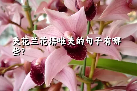 美花兰花语唯美的句子有哪些？