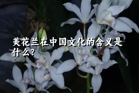 美花兰在中国文化的含义是什么？