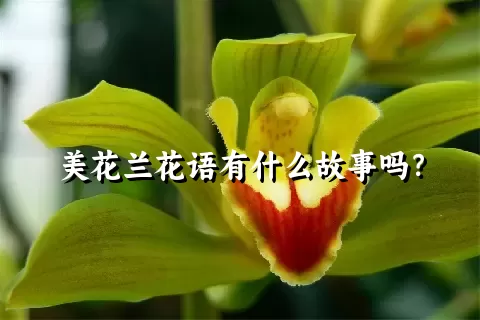 美花兰花语有什么故事吗？