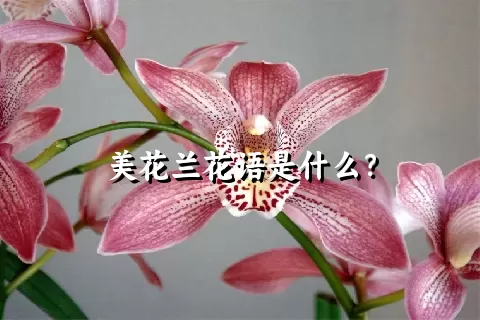 美花兰花语是什么？