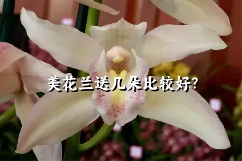 美花兰送几朵比较好？