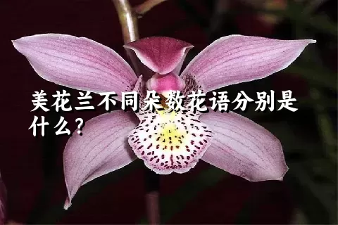 美花兰不同朵数花语分别是什么？