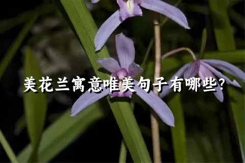 美花兰寓意唯美句子有哪些？