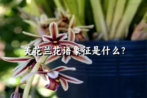 美花兰花语象征是什么？