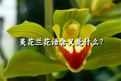 美花兰花语含义是什么？