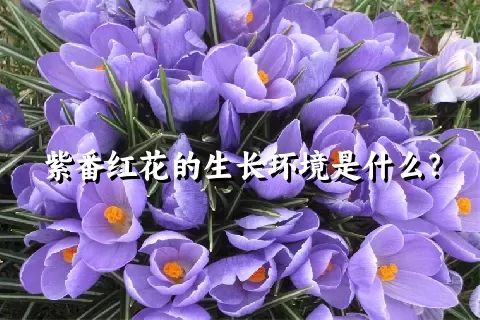 紫番红花的生长环境是什么？