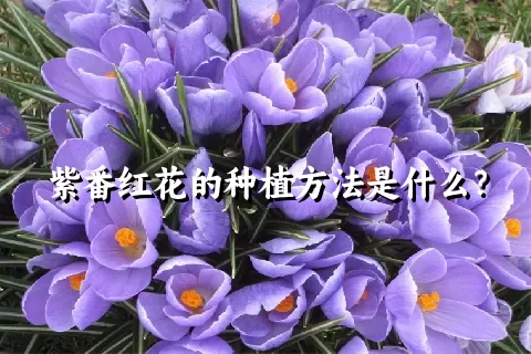 紫番红花的种植方法是什么？