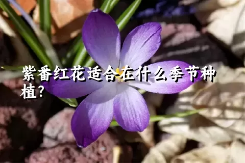 紫番红花适合在什么季节种植？