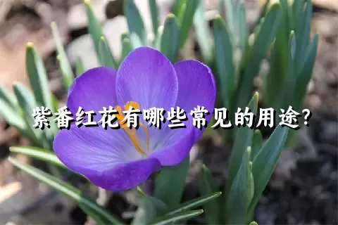 紫番红花有哪些常见的用途？