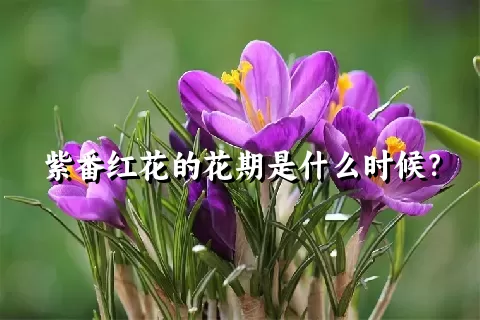 紫番红花的花期是什么时候？