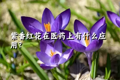 紫番红花在医药上有什么应用？