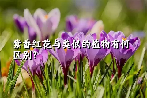 紫番红花与类似的植物有何区别？