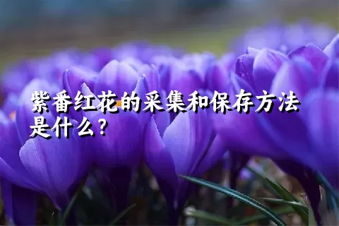 紫番红花的采集和保存方法是什么？