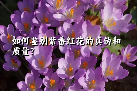 如何鉴别紫番红花的真伪和质量？