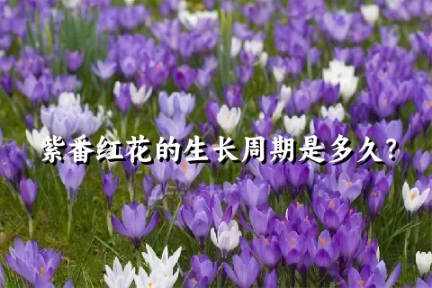 紫番红花的生长周期是多久？