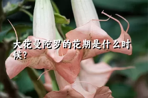 大花曼陀罗的花期是什么时候？