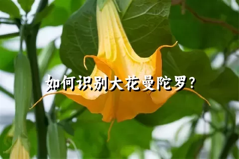 如何识别大花曼陀罗？