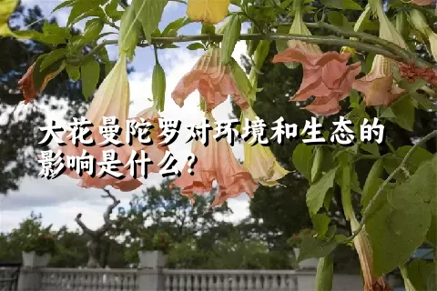 大花曼陀罗对环境和生态的影响是什么？