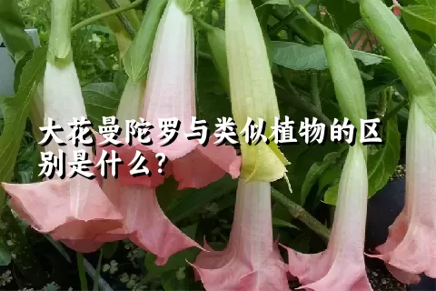 大花曼陀罗与类似植物的区别是什么？